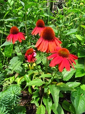 Coneflowers