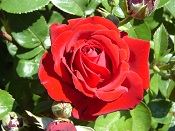 Red Rose
