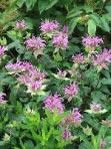 Bee Balm