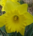 Daffodil